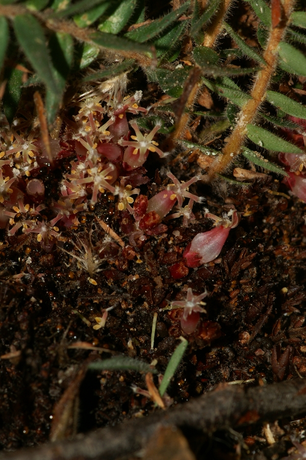 Acrotryche fasciculiflora